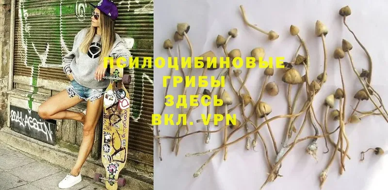 Псилоцибиновые грибы Magic Shrooms  Бокситогорск 